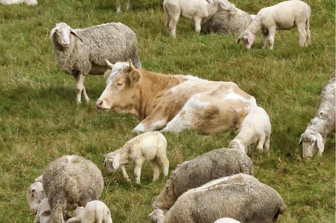 Eine Kuh zwischen Schafen.