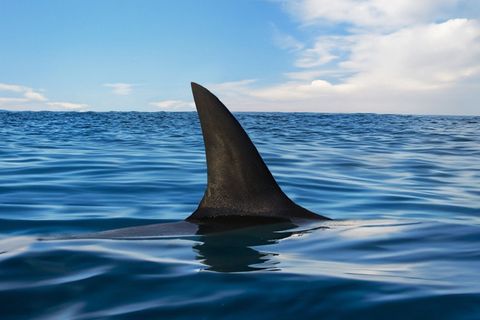 Rund 47 Haiarten leben im Mittelmeer (Symbolbild).