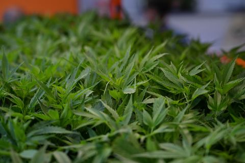 Die Polizei hat 400 Cannabis-Pflanzen beschlagnahmt. (Symbolbild) Foto: Michael Brandt/dpa