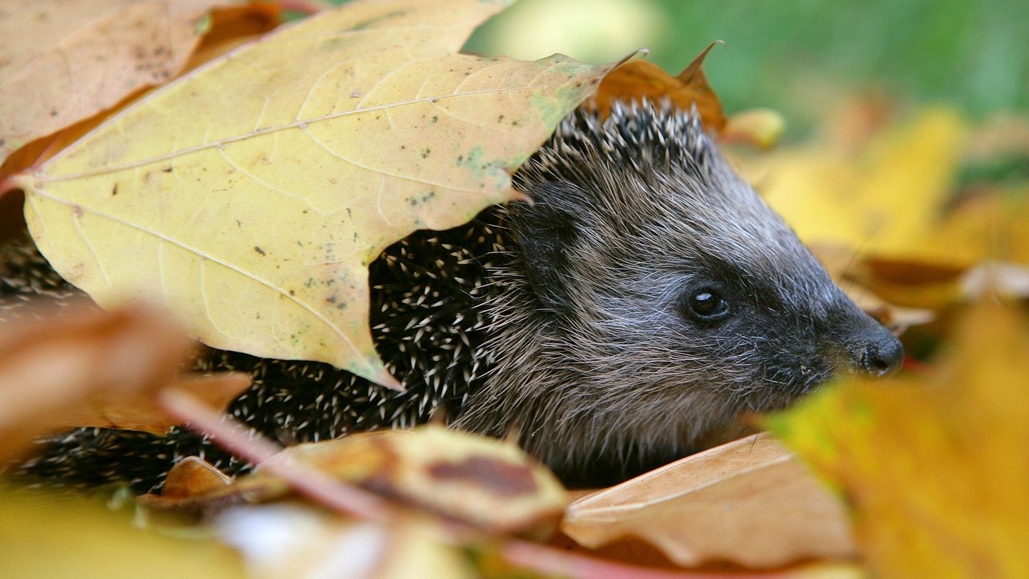 Zwei Männer sollen offenbar gezielt Jagd auf Igel gemacht haben. (Symbolbild) Foto: Patrick Pleul/dpa/dpa-tmn