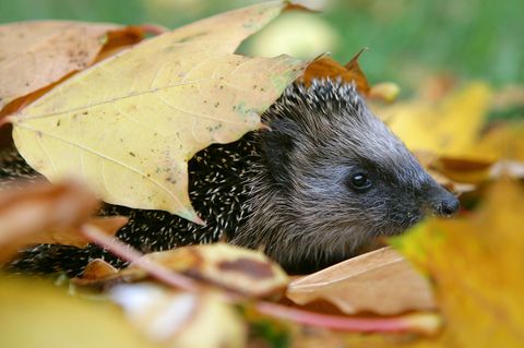 Zwei Männer sollen offenbar gezielt Jagd auf Igel gemacht haben. (Symbolbild) Foto: Patrick Pleul/dpa/dpa-tmn