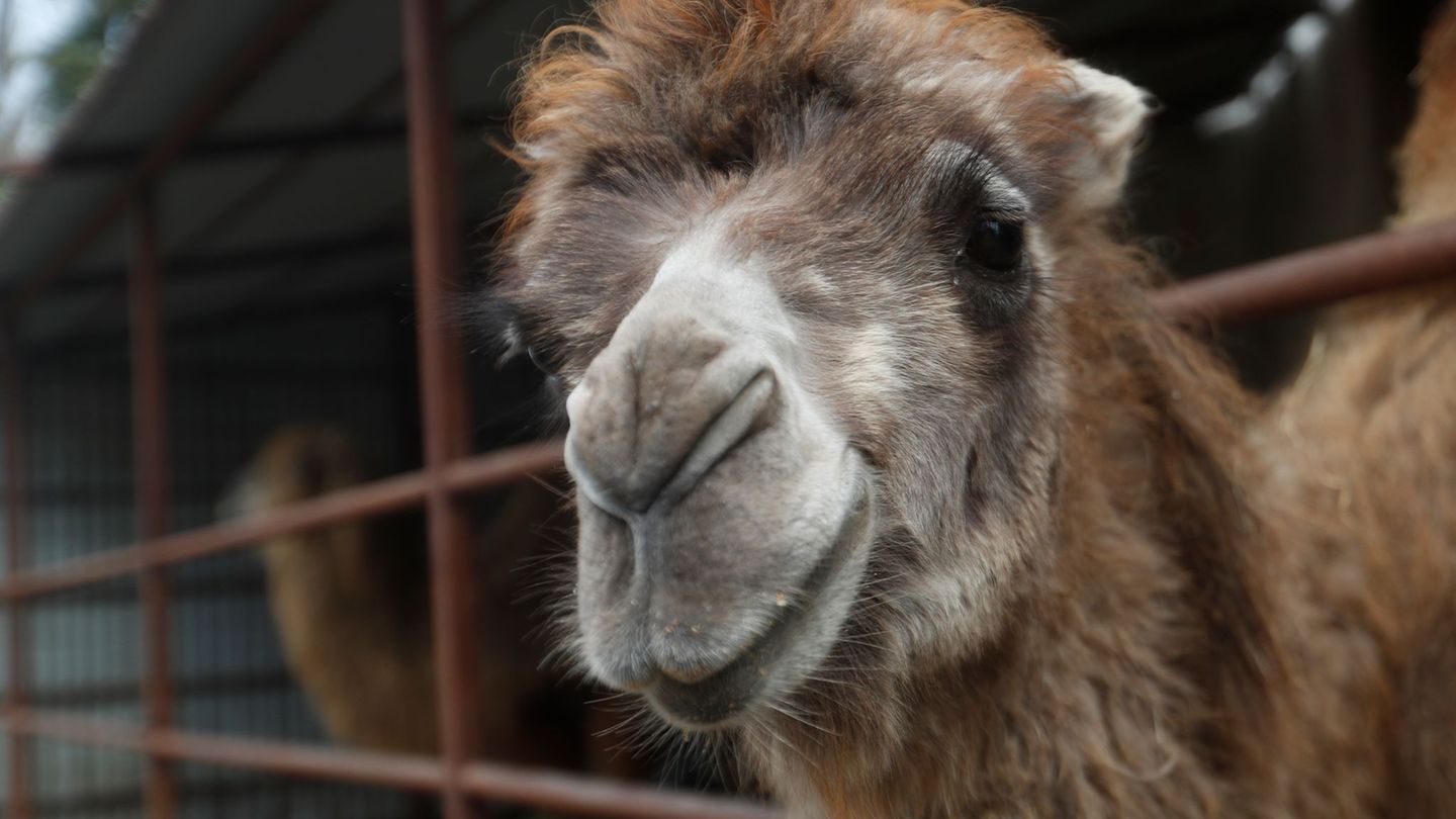 Ein Kamel ist auf einer Bundesstraße angefahren worden. (Symbolbild) Foto: Laszlo Balogh/AP/dpa