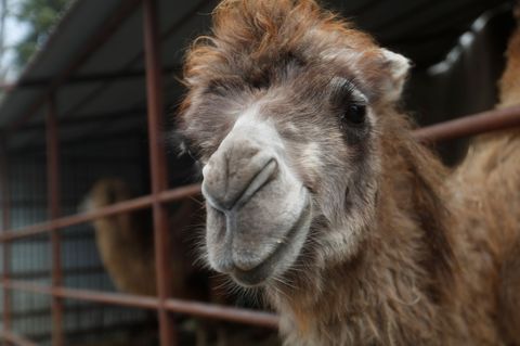 Ein Kamel ist auf einer Bundesstraße angefahren worden. (Symbolbild) Foto: Laszlo Balogh/AP/dpa