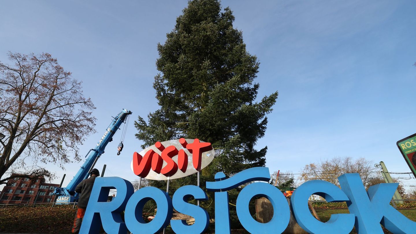 Die Küstentanne ist 20 Meter hoch und vier Tonnen schwer. Foto: Bernd Wüstneck/dpa