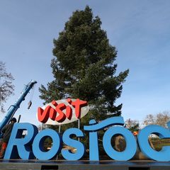 Die Küstentanne ist 20 Meter hoch und vier Tonnen schwer. Foto: Bernd Wüstneck/dpa