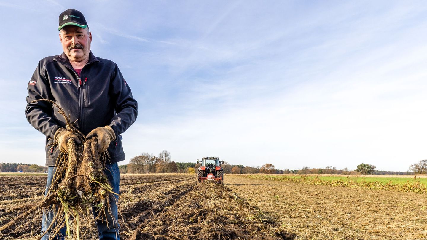 Der Gemüsebauer Dirk Richter erntet Meerrettich. Foto: Frank Hammerschmidt/dpa