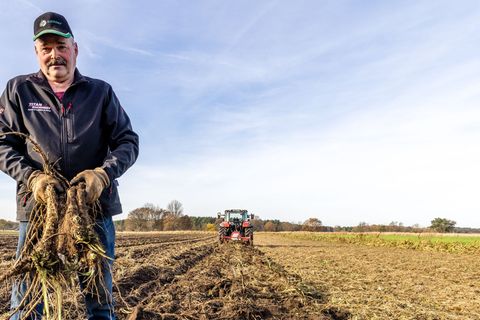 Der Gemüsebauer Dirk Richter erntet Meerrettich. Foto: Frank Hammerschmidt/dpa