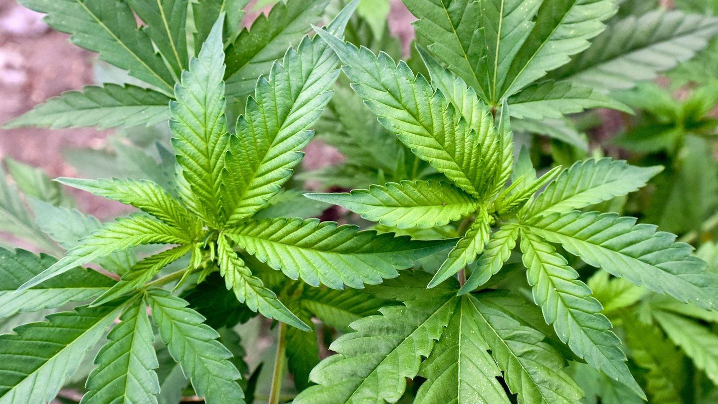 Die Polizei ist mit einer Razzia gegen illegalen Anbau von Cannabis in NRW vorgegangen. (Symbolbild) Foto: Patrick Pleul/dpa