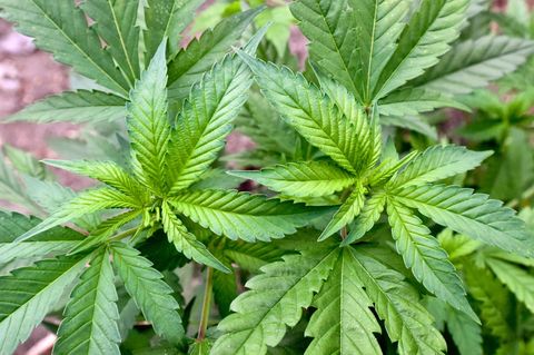 Die Polizei ist mit einer Razzia gegen illegalen Anbau von Cannabis in NRW vorgegangen. (Symbolbild) Foto: Patrick Pleul/dpa