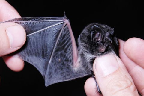 Die sächsische Fledermaus-Tagung am kommenden Samstag in Freiberg widmet sich Schutzkonzepten für die Tiere. (Archivbild) Foto: