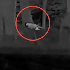 Die Nachtaufnahmen zeigen wie eine Großkatze durch den Wald streift.