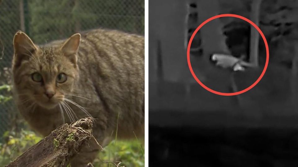 Die Nachtaufnahmen zeigen wie eine Großkatze durch den Wald streift.