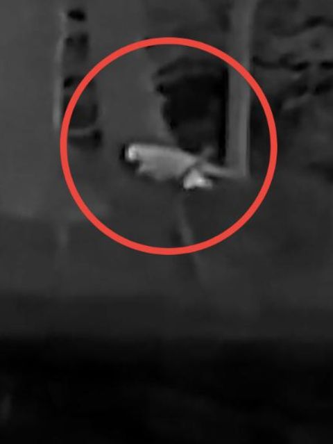 Die Nachtaufnahmen zeigen wie eine Großkatze durch den Wald streift.