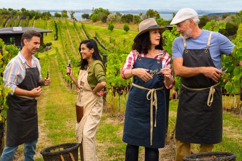 Trügerische Idylle: Kapitän Parger (Florian Silbereisen, links), Schiffsärztin Dr. Delgado (Collien Fernandes, zweite von links), Hoteldirektorin Hanna Liebhold (Barbara Wussow) und Staff-Kapitän Martin Grimm (Daniel Morgenroth) versuchen sich in Neuseeland als Winzer. Nur: Warum geraten Hanna und Martin auf dieser Reise immer wieder in Streit?