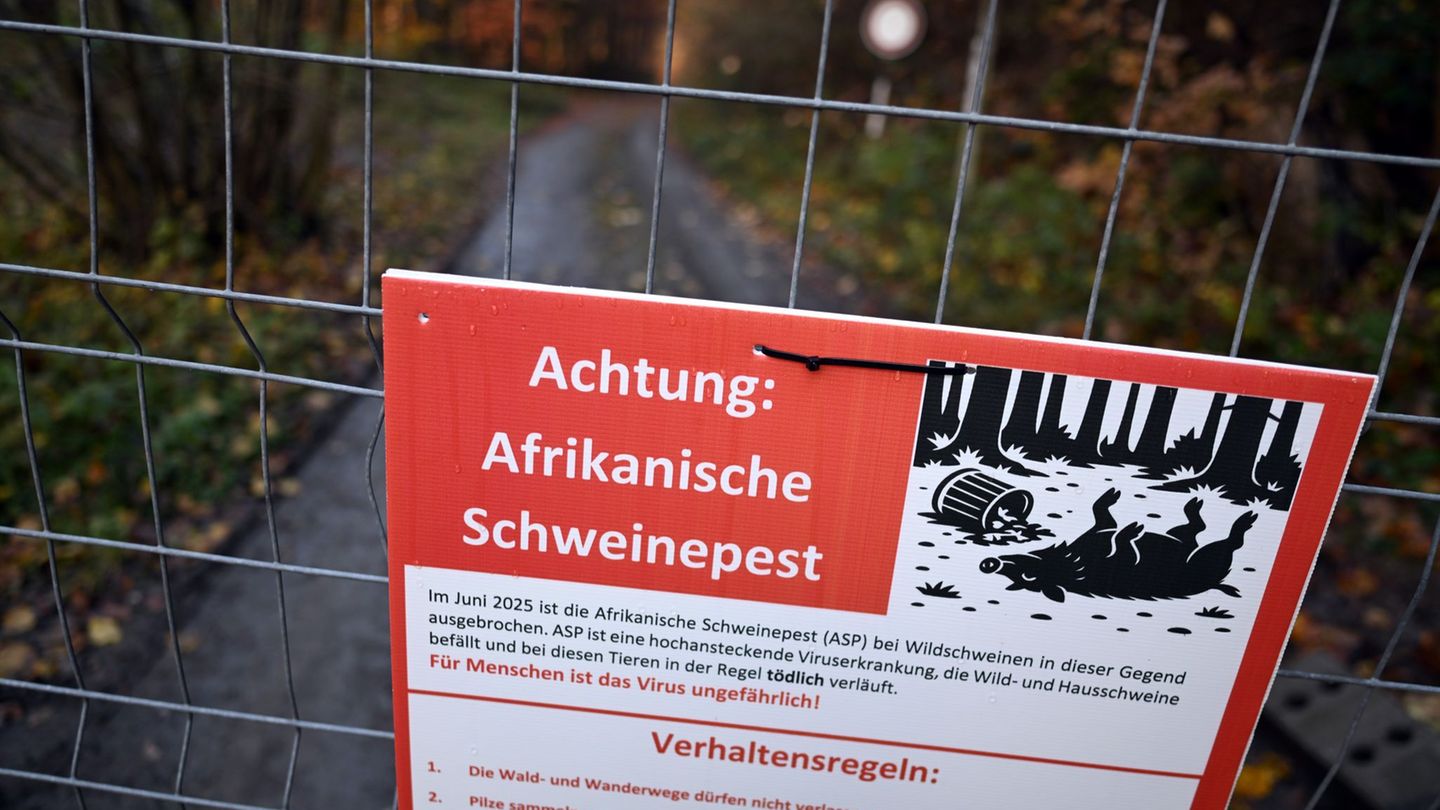 Zäune sollen die Schweine lenken, Schilder die Besucher zum richtigen Verhalten im Ausbruchsgebiet anhalten. Foto: Federico Gamb