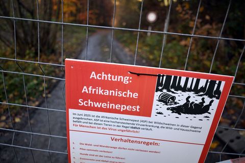 Zäune sollen die Schweine lenken, Schilder die Besucher zum richtigen Verhalten im Ausbruchsgebiet anhalten. Foto: Federico Gamb