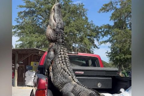 Der riesige Alligator wird tot auf die Ladefläche eines roten Trucks gehieft.