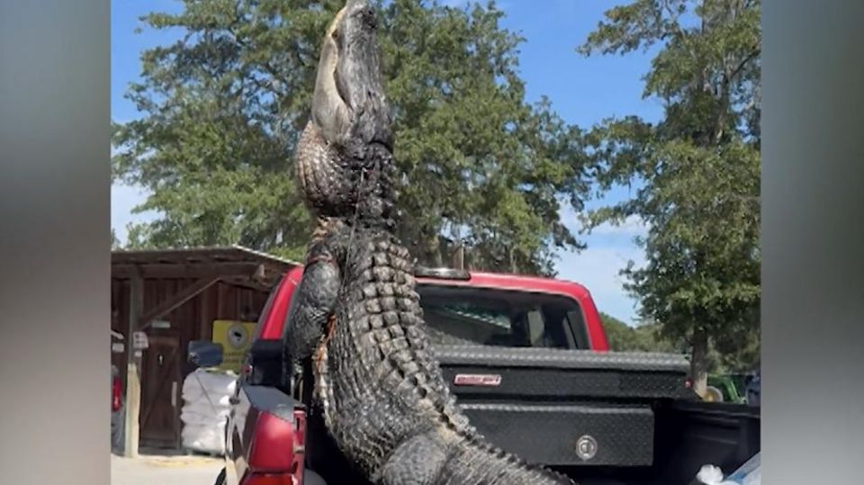 Der riesige Alligator wird tot auf die Ladefläche eines roten Trucks gehieft.