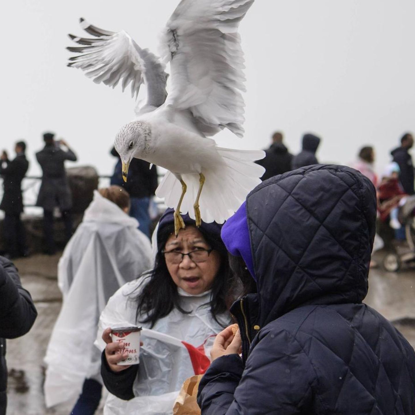 Dreist, dreister, Möwe: Wer am Meer Essen auspackt, fühlt sich schnell wie in Alfred Hitchcocks "Die Vögel"