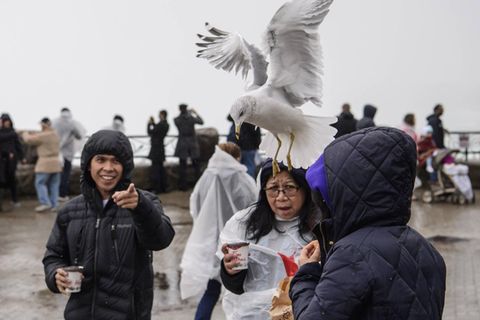 Dreist, dreister, Möwe: Wer am Meer Essen auspackt, fühlt sich schnell wie in Alfred Hitchcocks "Die Vögel"