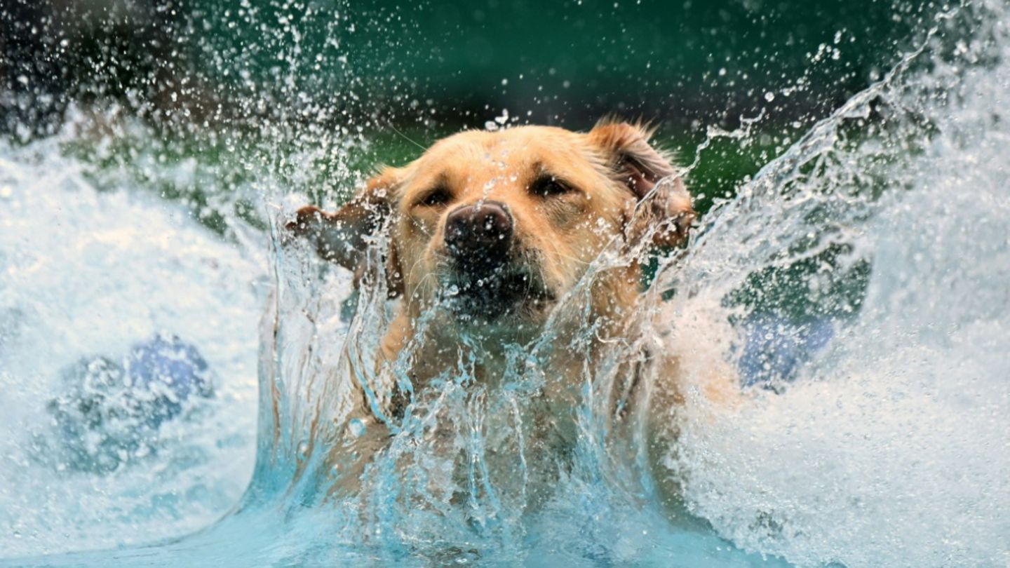 Hund springt ins Wasser