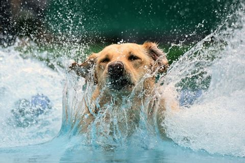 Hund springt ins Wasser