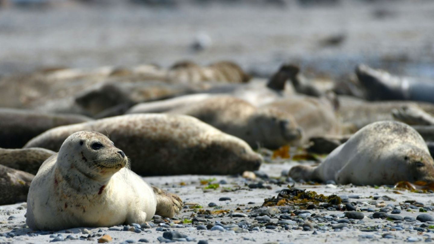 Seehunde auf Helgoland