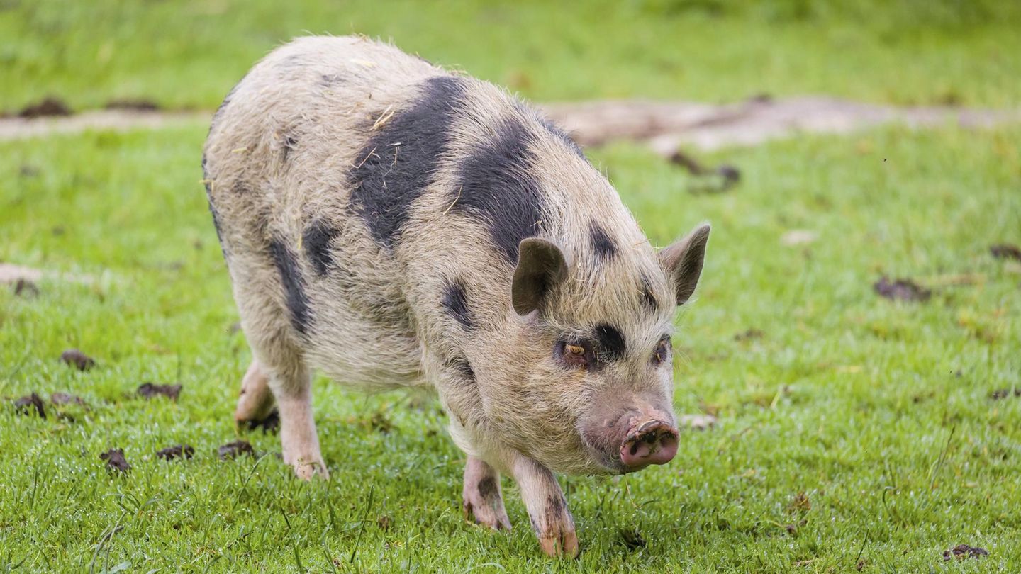 Minischwein Bremervörde (Symbolbild)