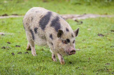 Minischwein Bremervörde (Symbolbild)