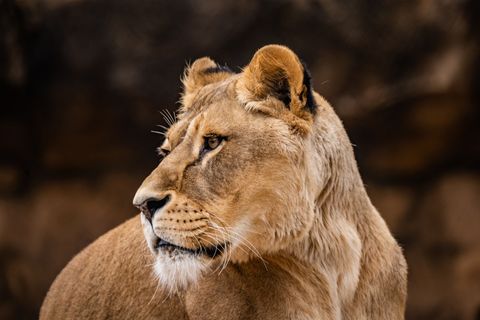 Löwin Abaja wurde mit 13 Jahren eingeschläfert. Foto: -/Zoo Dresden/dpa