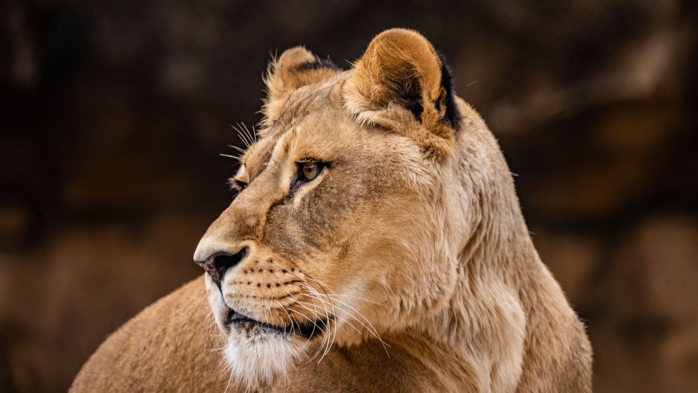 Löwin Abaja wurde mit 13 Jahren eingeschläfert. Foto: -/Zoo Dresden/dpa