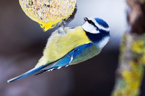 Eine Meise hängt an einem Meisenknödel