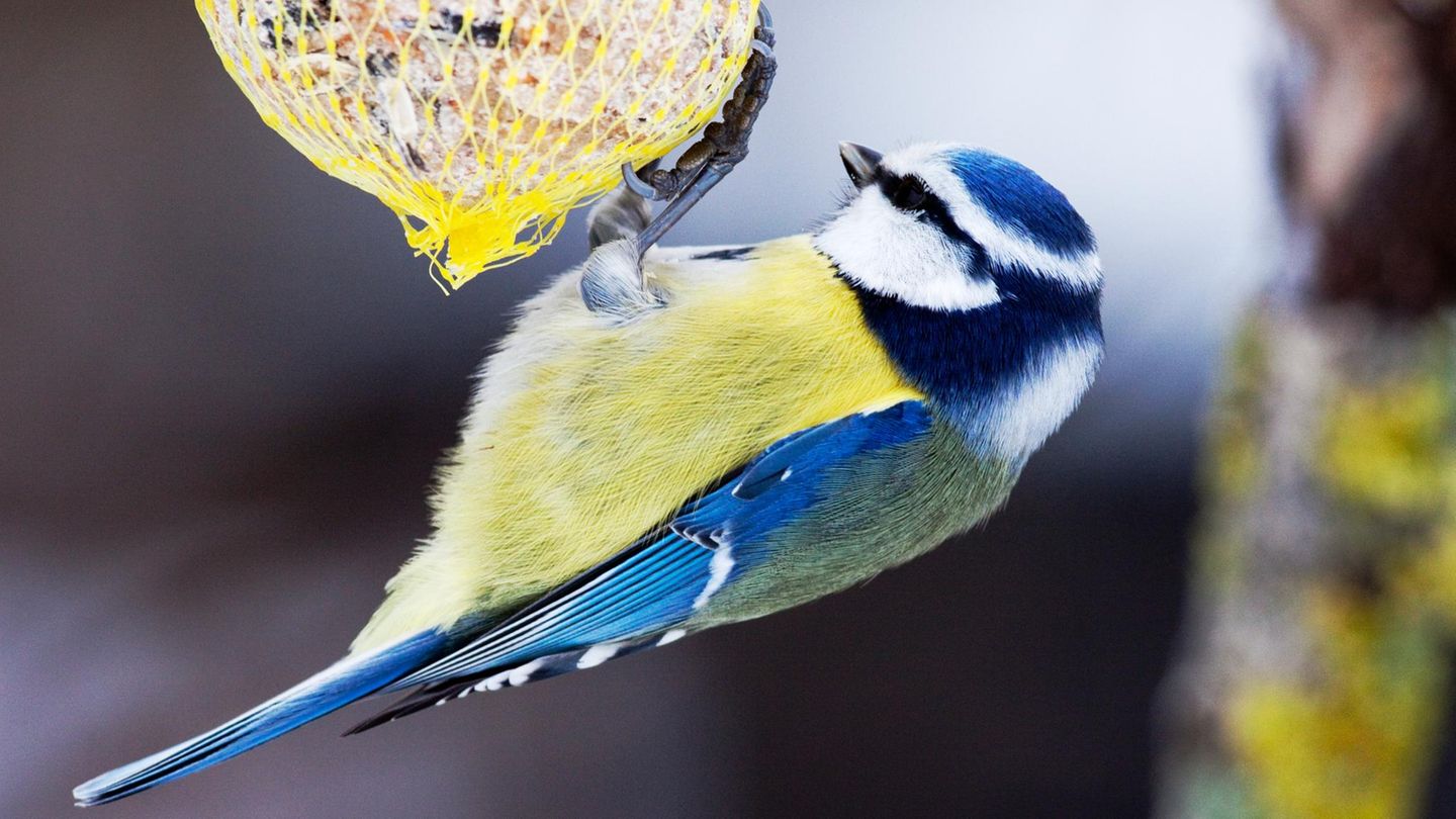 Eine Meise hängt an einem Meisenknödel