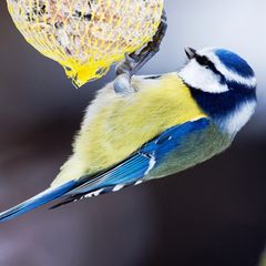 Eine Meise hängt an einem Meisenknödel