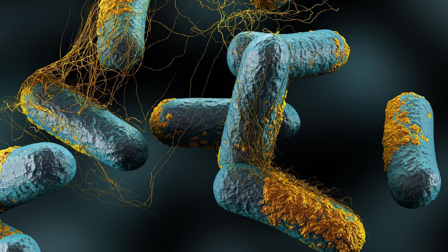 Illustration des Bakteriums Clostridium Perfringens, Hauptverursacher von Gasbrand