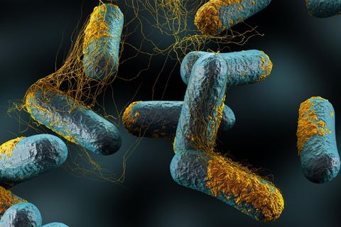 Illustration des Bakteriums Clostridium Perfringens, Hauptverursacher von Gasbrand
