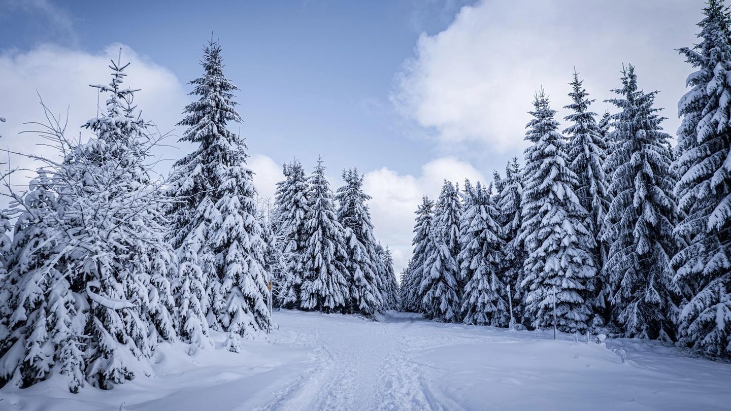 Wald von Klatovy, Tschechien