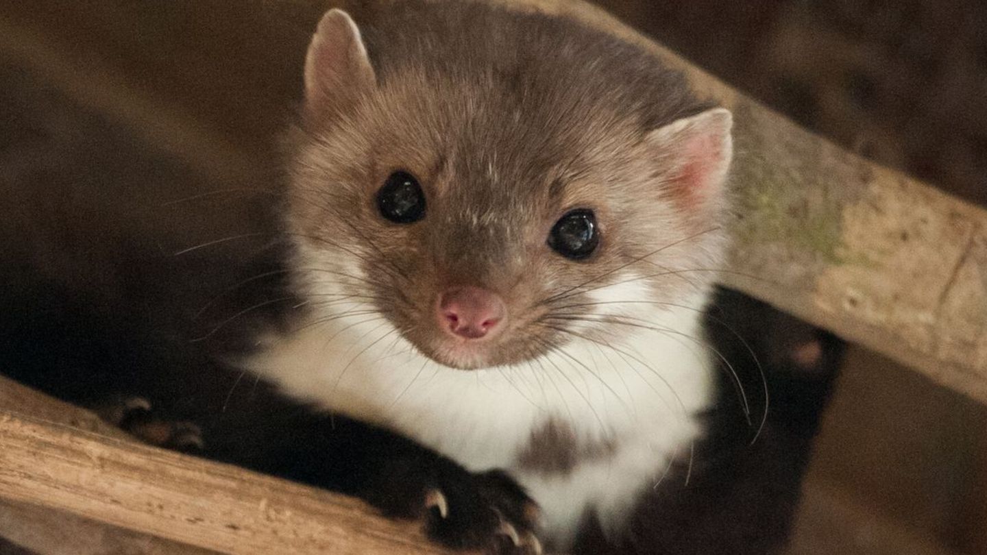 Ein Marder macht einer Kirchengemeinde in Baden-Württemberg zu schaffen