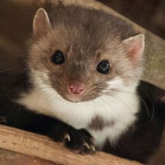 Ein Marder macht einer Kirchengemeinde in Baden-Württemberg zu schaffen
