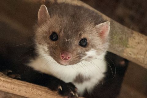 Ein Marder macht einer Kirchengemeinde in Baden-Württemberg zu schaffen