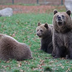 Die Eltern der Bärenkinder sind Mutter Idun und Vater Moritz Bernd. Foto: Matthias Bein/dpa