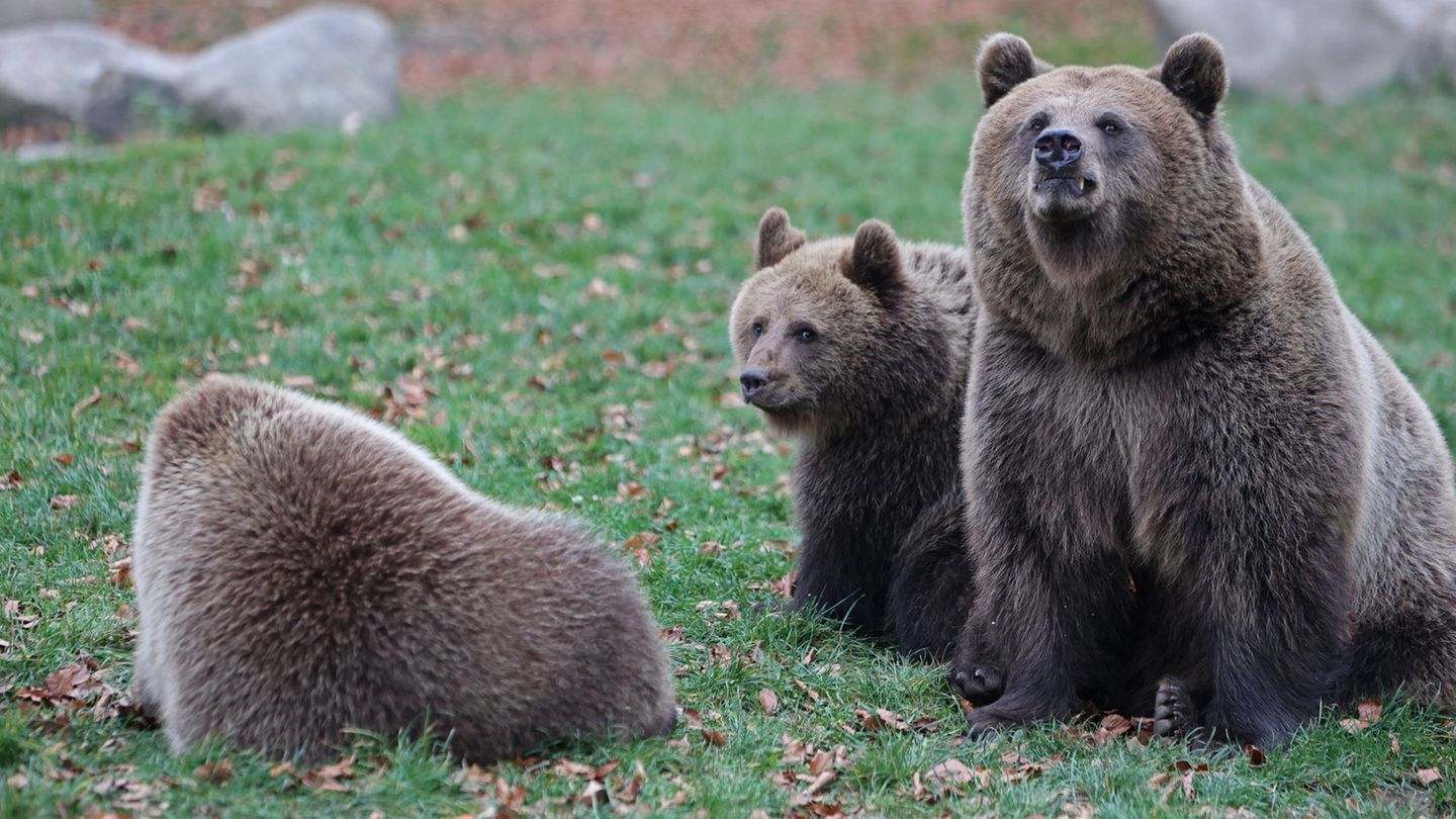 Die Eltern der Bärenkinder sind Mutter Idun und Vater Moritz Bernd. Foto: Matthias Bein/dpa