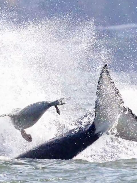 Schlaue Robbe flüchtet vor Orcas – und rettet sich zu Frau aufs Boot