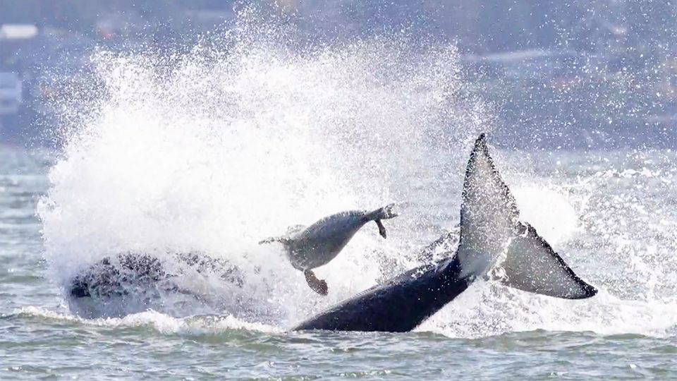 Schlaue Robbe flüchtet vor Orcas – und rettet sich zu Frau aufs Boot