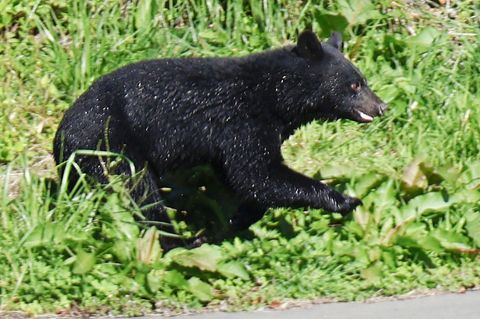 Immer mehr Menschen werden in Japan von Bären angegriffen. (Archivbild)