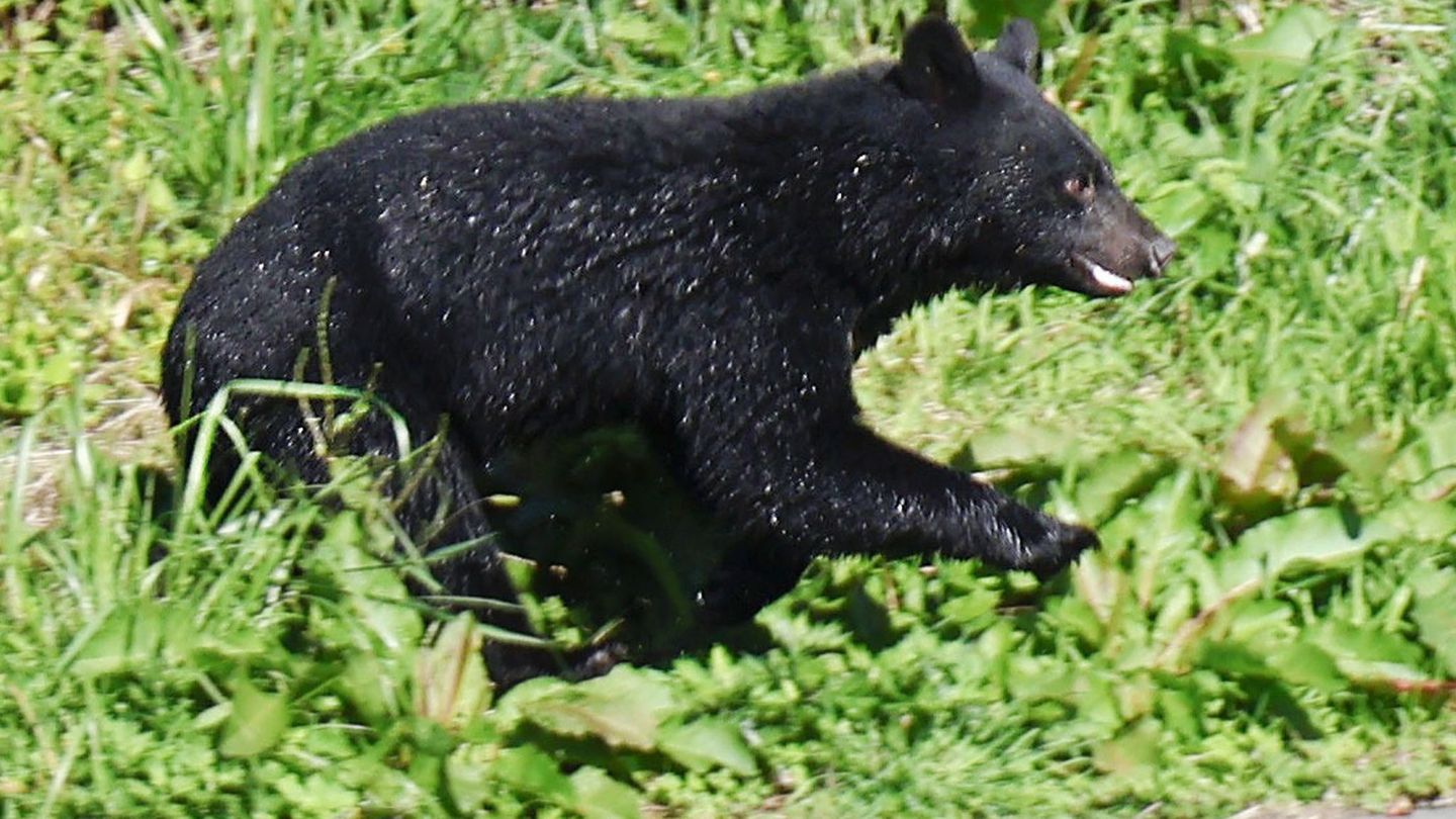 Immer mehr Menschen werden in Japan von Bären angegriffen. (Archivbild) Foto: Uncredited/kyodo/dpa