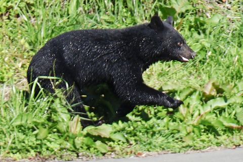 Immer mehr Menschen werden in Japan von Bären angegriffen. (Archivbild) Foto: Uncredited/kyodo/dpa