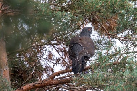 Das Auerhuhn ist vom Aussterben bedroht - nun gibt es Nachwuchs. (Archivbild) Foto: Michael Reichel/dpa-Zentralbild/dpa