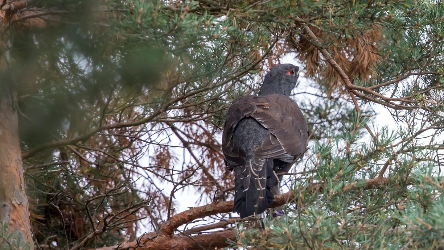 Das Auerhuhn ist vom Aussterben bedroht - nun gibt es Nachwuchs. (Archivbild) Foto: Michael Reichel/dpa-Zentralbild/dpa