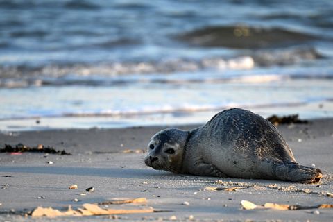 Seehunde zählen zu den größten Meeresraubtieren im Wattenmeer. (Archivbild) Foto: Federico Gambarini/dpa